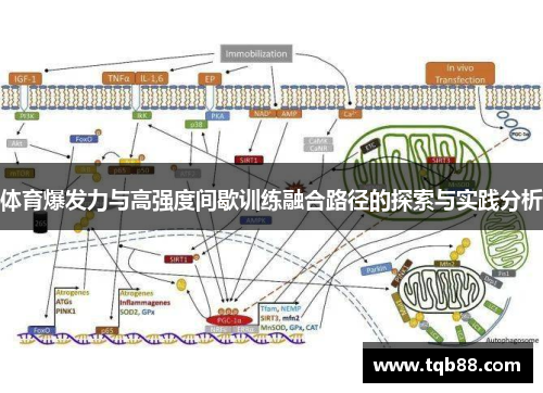 体育爆发力与高强度间歇训练融合路径的探索与实践分析